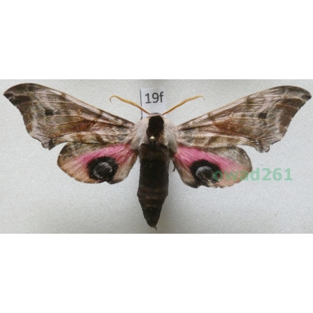 Smerinthus ocellata (Linnaeus, 1758) Poland19f